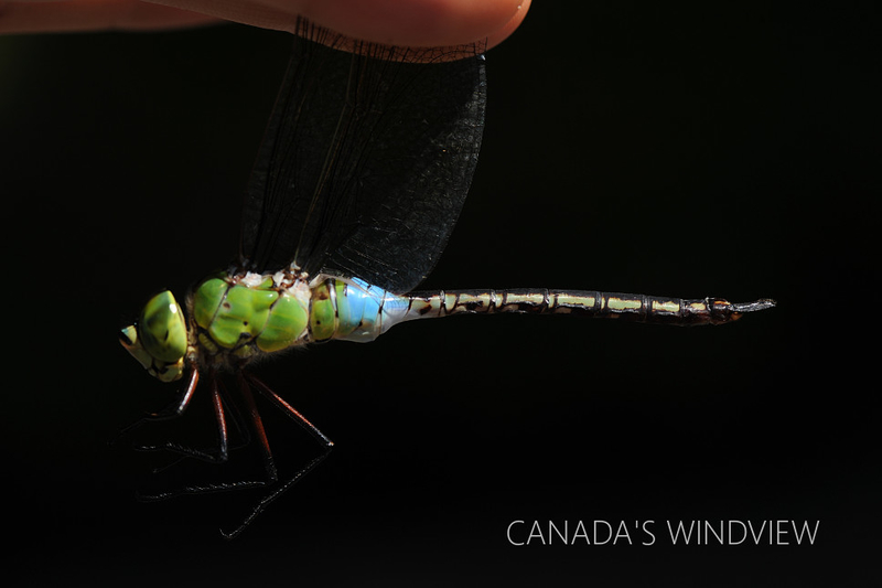 ギンヤンマ Canada S Windview
