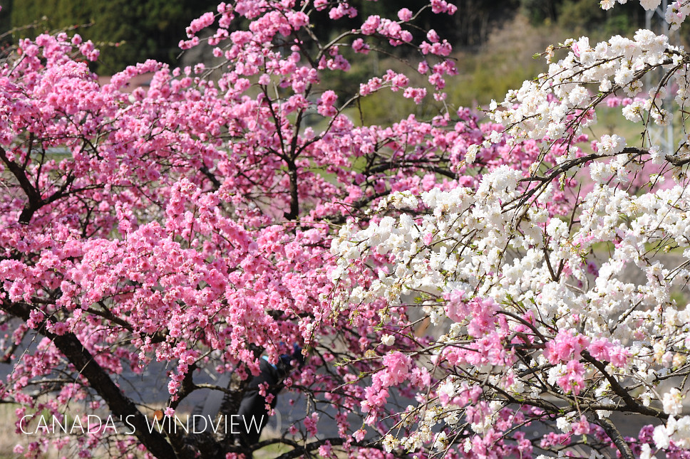 しだれ花桃の里(玖老勢) - CANADA'S WINDVIEW