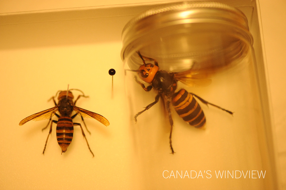 オオスズメバチの女王蜂 (Japanese Giant Hornet Queen) - CANADA'S
