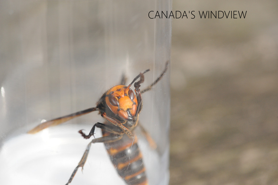 オオスズメバチの女王蜂 (Japanese Giant Hornet Queen) - CANADA'S