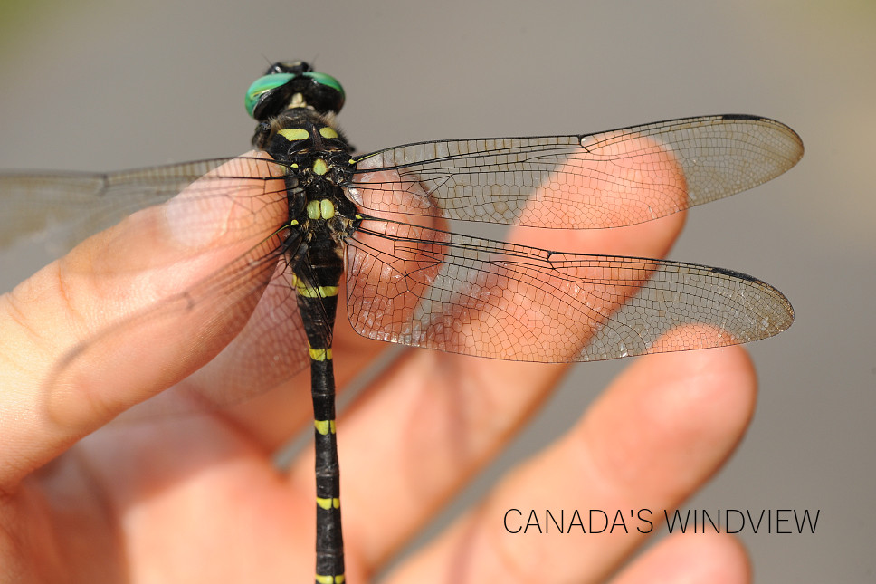 オニヤンマ - CANADA'S WINDVIEW