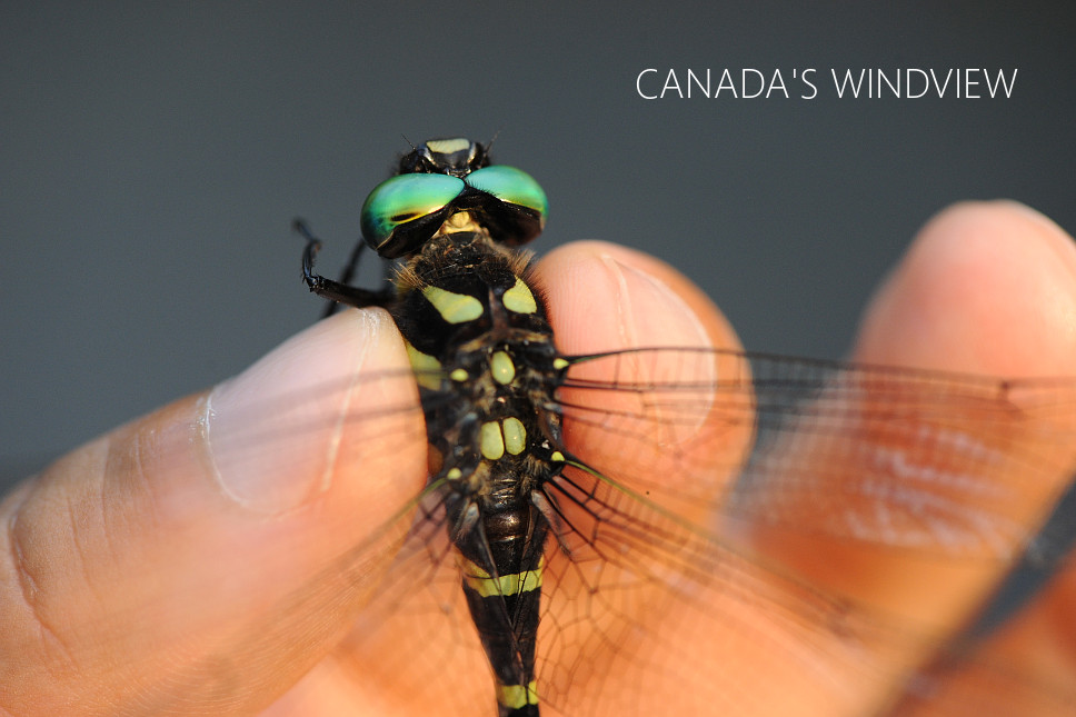 オニヤンマ Canada S Windview