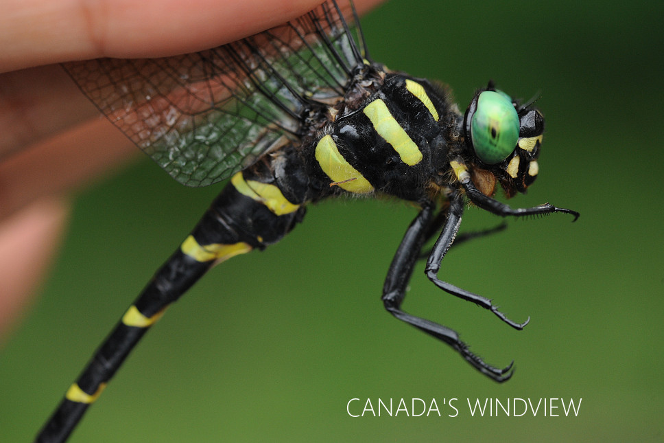 f:id:windview_canada:20200913231602j:plain f:id:windview_canada:20200913231602j:plain