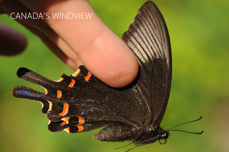 カラスアゲハ - CANADA'S WINDVIEW