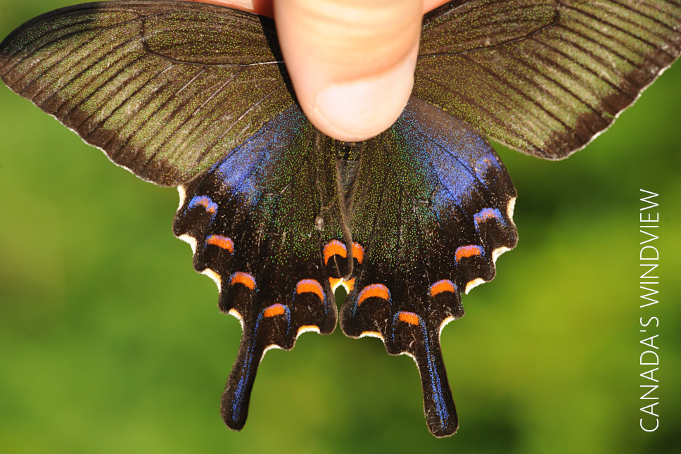 カラスアゲハ - CANADA'S WINDVIEW