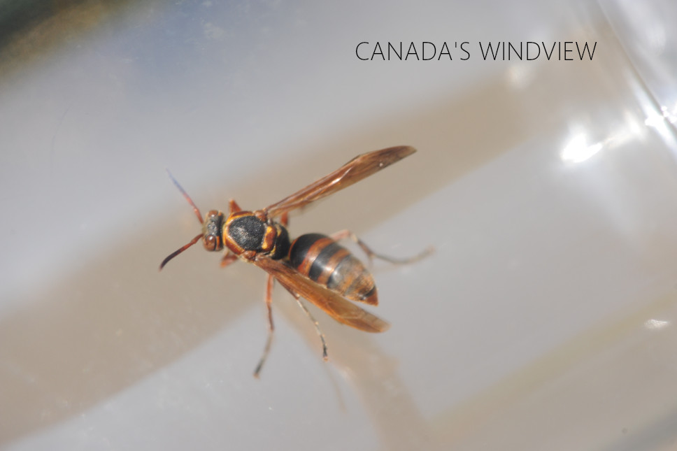 キボシアシナガバチ女王 - CANADA'S WINDVIEW