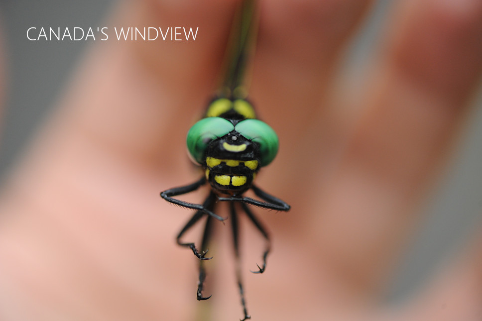 f:id:windview_canada:20210712211845j:plain