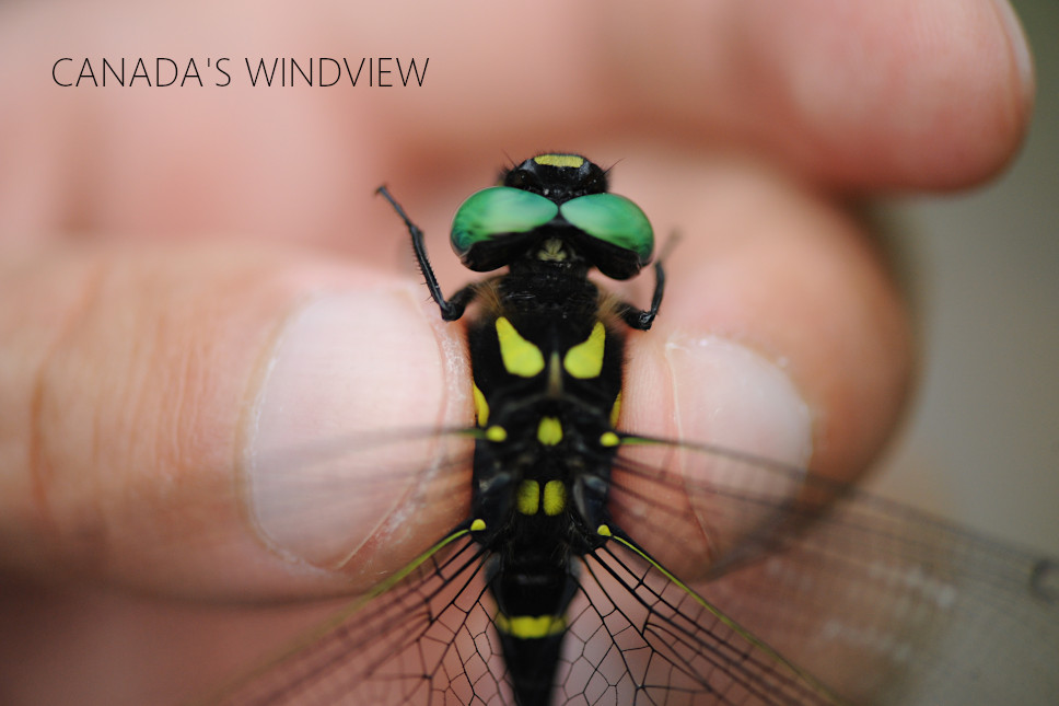 f:id:windview_canada:20210712211918j:plain