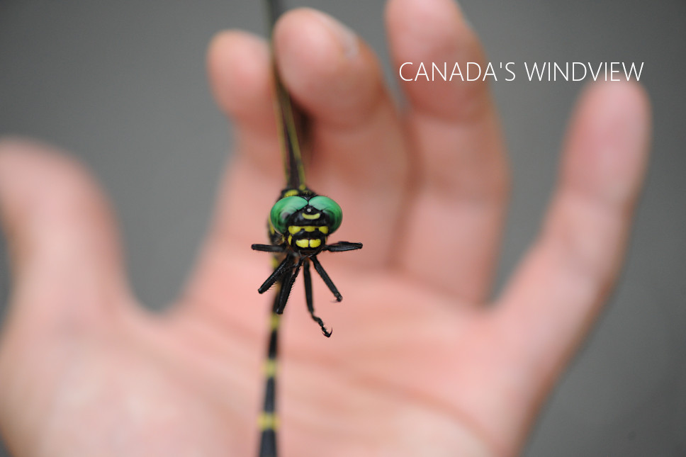 f:id:windview_canada:20210712212037j:plain