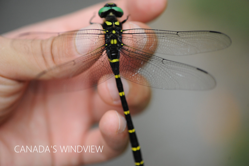 f:id:windview_canada:20210712212111j:plain