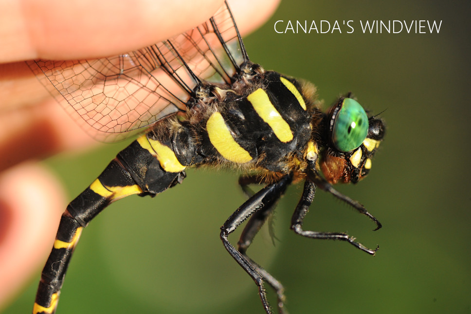 f:id:windview_canada:20210727215110j:plain