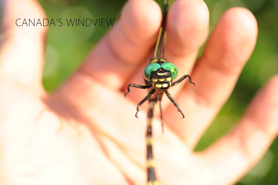 f:id:windview_canada:20210727215955j:plain