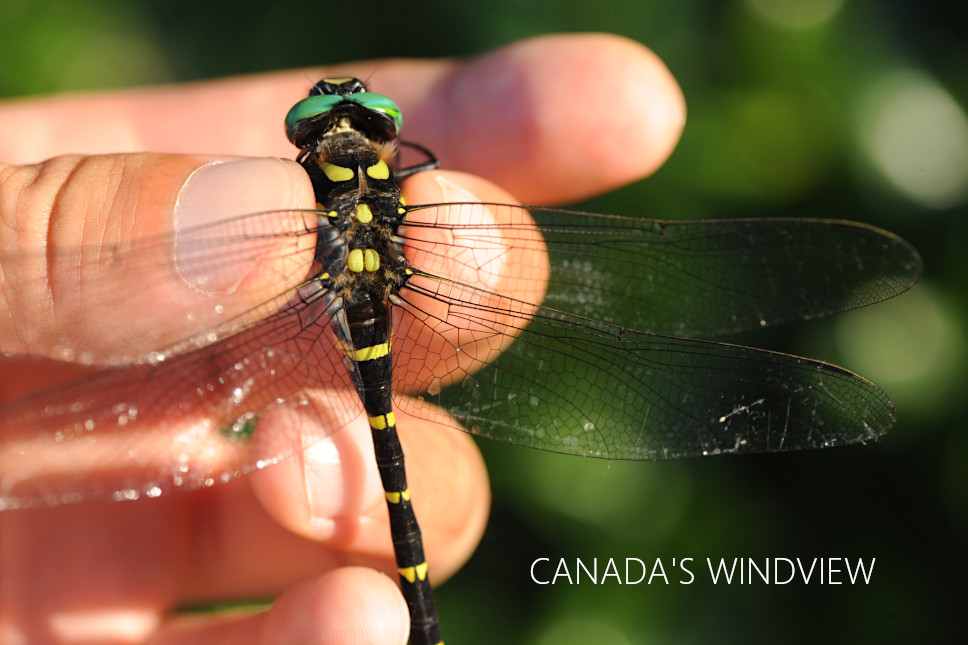f:id:windview_canada:20210727220115j:plain