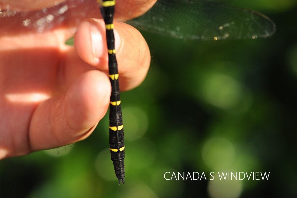 f:id:windview_canada:20210727220204j:plain