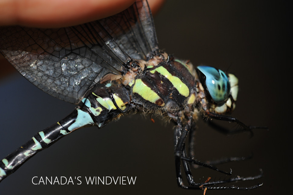 f:id:windview_canada:20210923201711j:plain