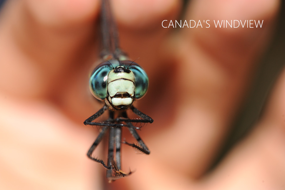 f:id:windview_canada:20210923201829j:plain