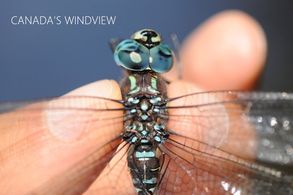 f:id:windview_canada:20210923203024j:plain
