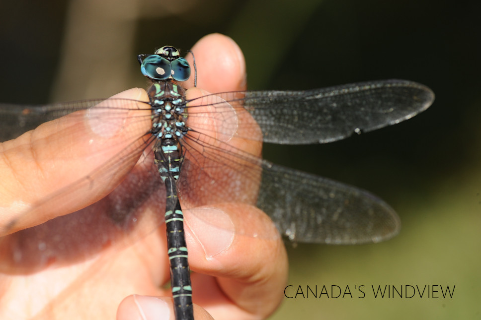 f:id:windview_canada:20210923203121j:plain