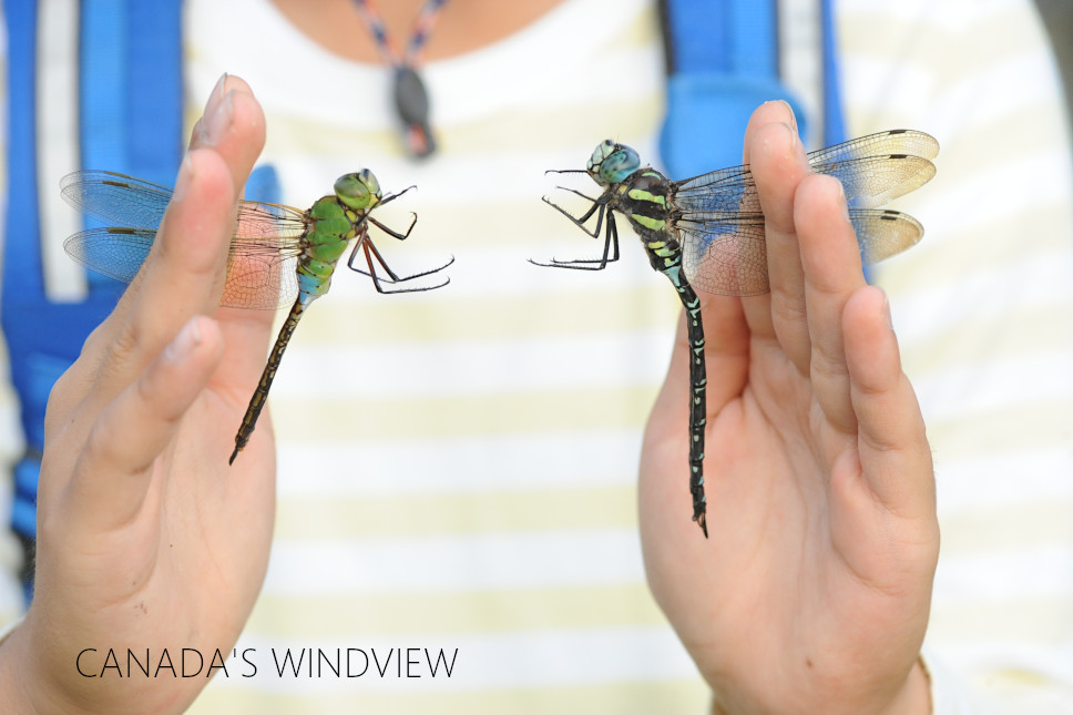 f:id:windview_canada:20210923235351j:plain