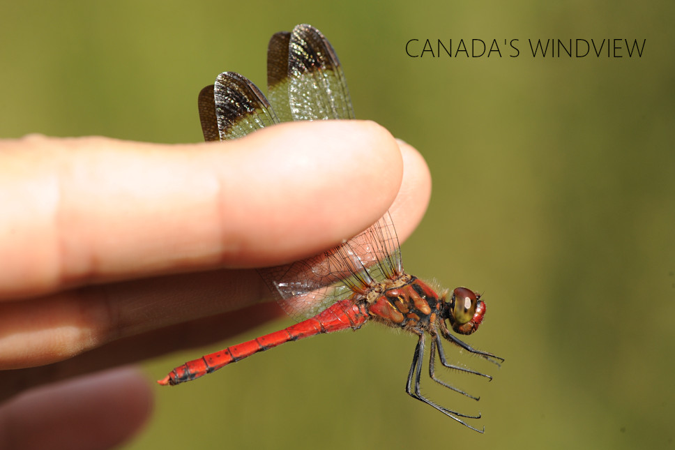 f:id:windview_canada:20211005204751j:plain
