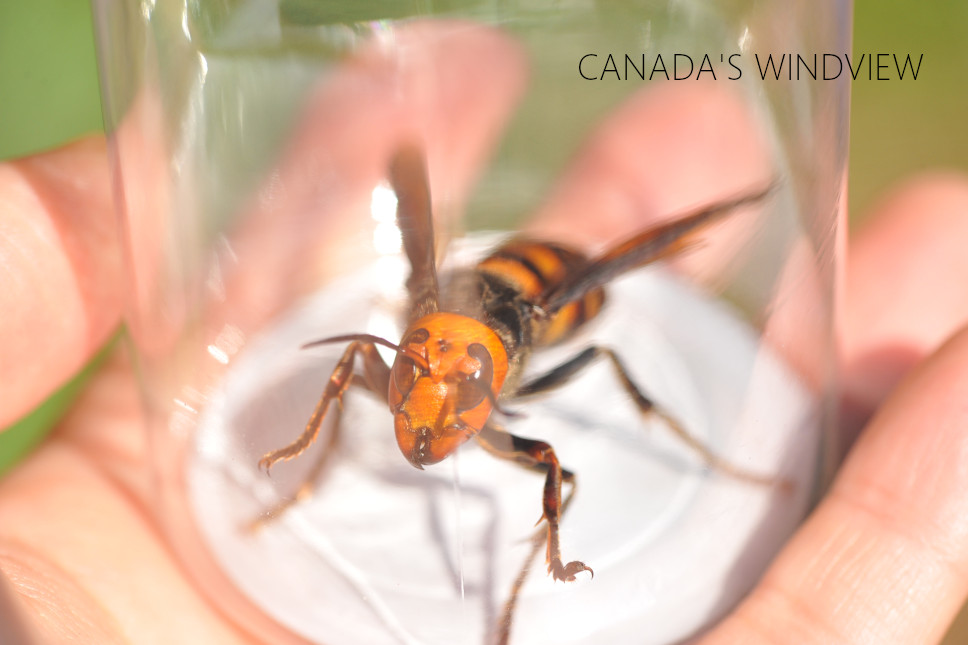 オオスズメバチ女王 - CANADA'S WINDVIEW