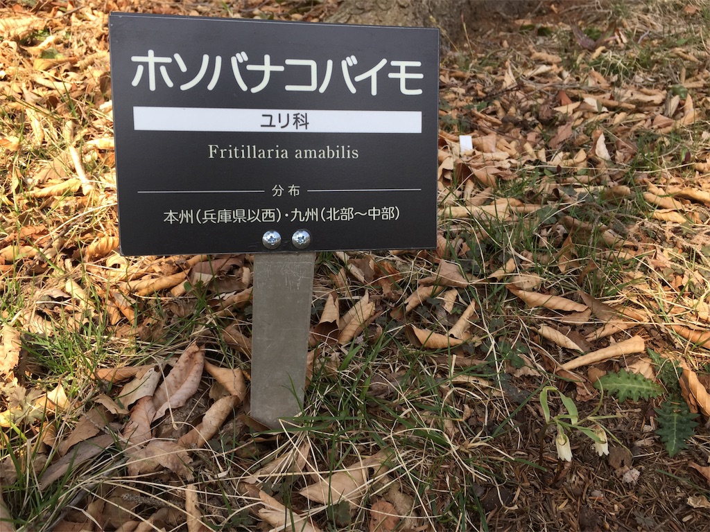 f:id:winered_sky:20190607233350j:plain f:id:winered_sky:20190607233350j:plain