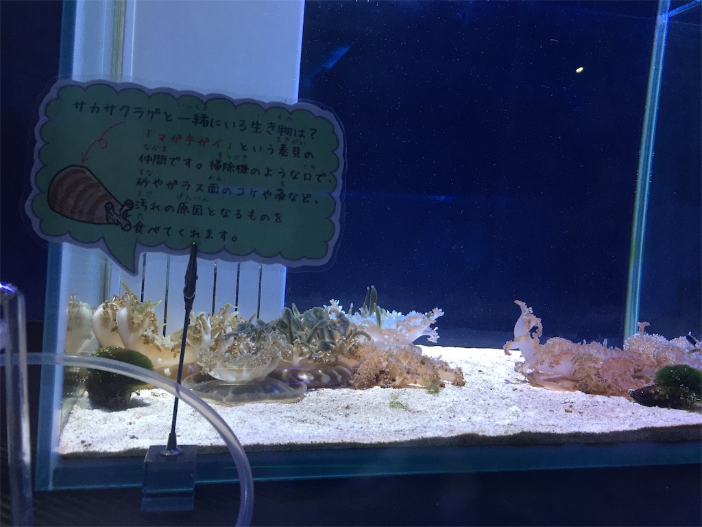 f:id:winered_sky:20190609215151j:plain f:id:winered_sky:20190609215151j:plain