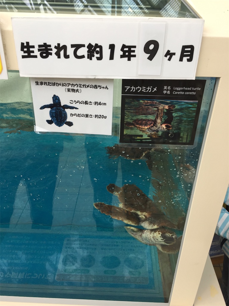 f:id:winered_sky:20190609215156j:plain f:id:winered_sky:20190609215156j:plain