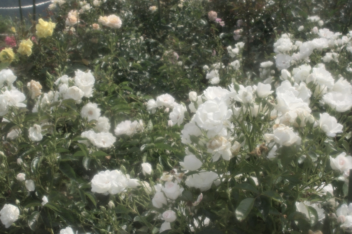 f:id:winered_sky:20200706232718j:plain f:id:winered_sky:20200706232718j:plain
