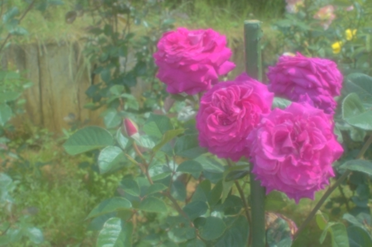 f:id:winered_sky:20200706232738j:plain f:id:winered_sky:20200706232738j:plain