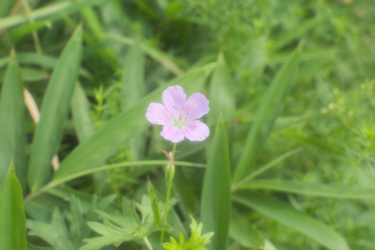 f:id:winered_sky:20200807213553j:plain f:id:winered_sky:20200807213553j:plain