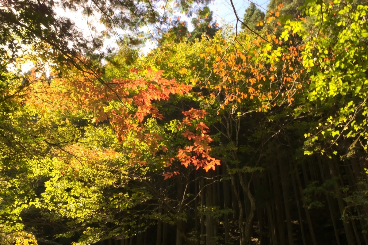 f:id:winered_sky:20201102123930j:plain f:id:winered_sky:20201102123930j:plain
