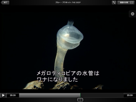 f:id:wineroses:20120413002258p:image