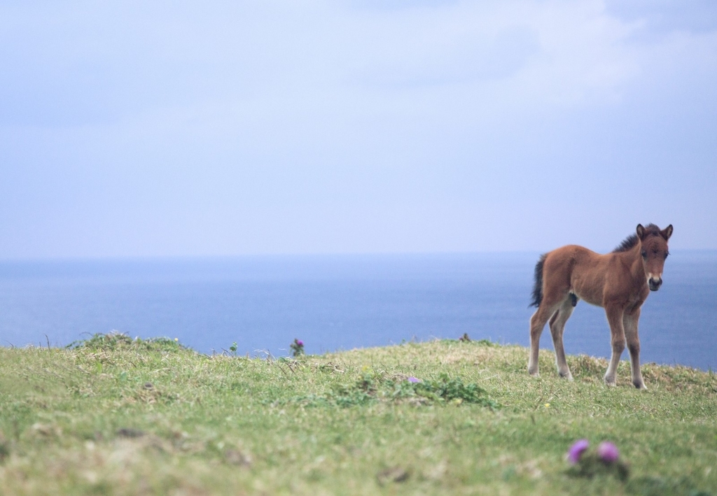 与那国島でのびのび生きる子馬