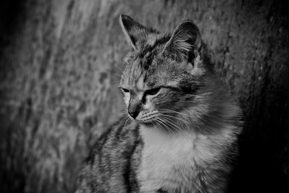 意気消沈猫のフリー画像（写真）