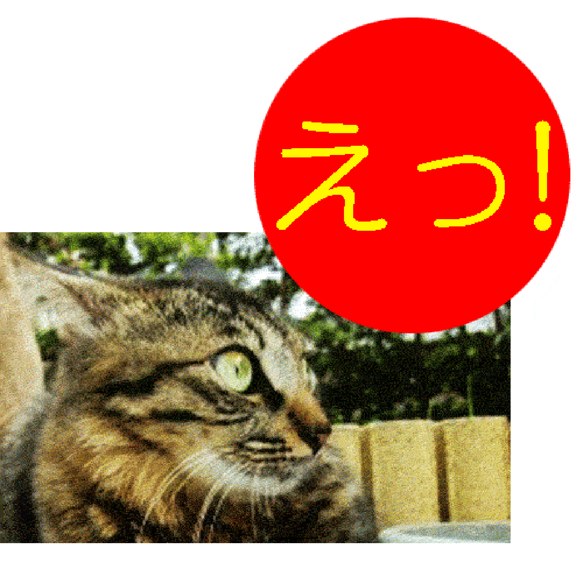 ねこの驚き