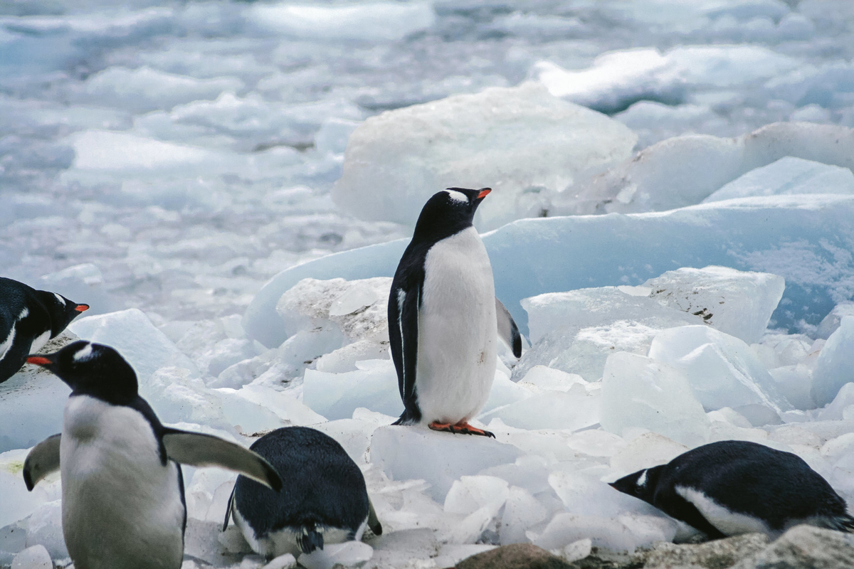 将来が不安なペンギンのフリー画像（写真）