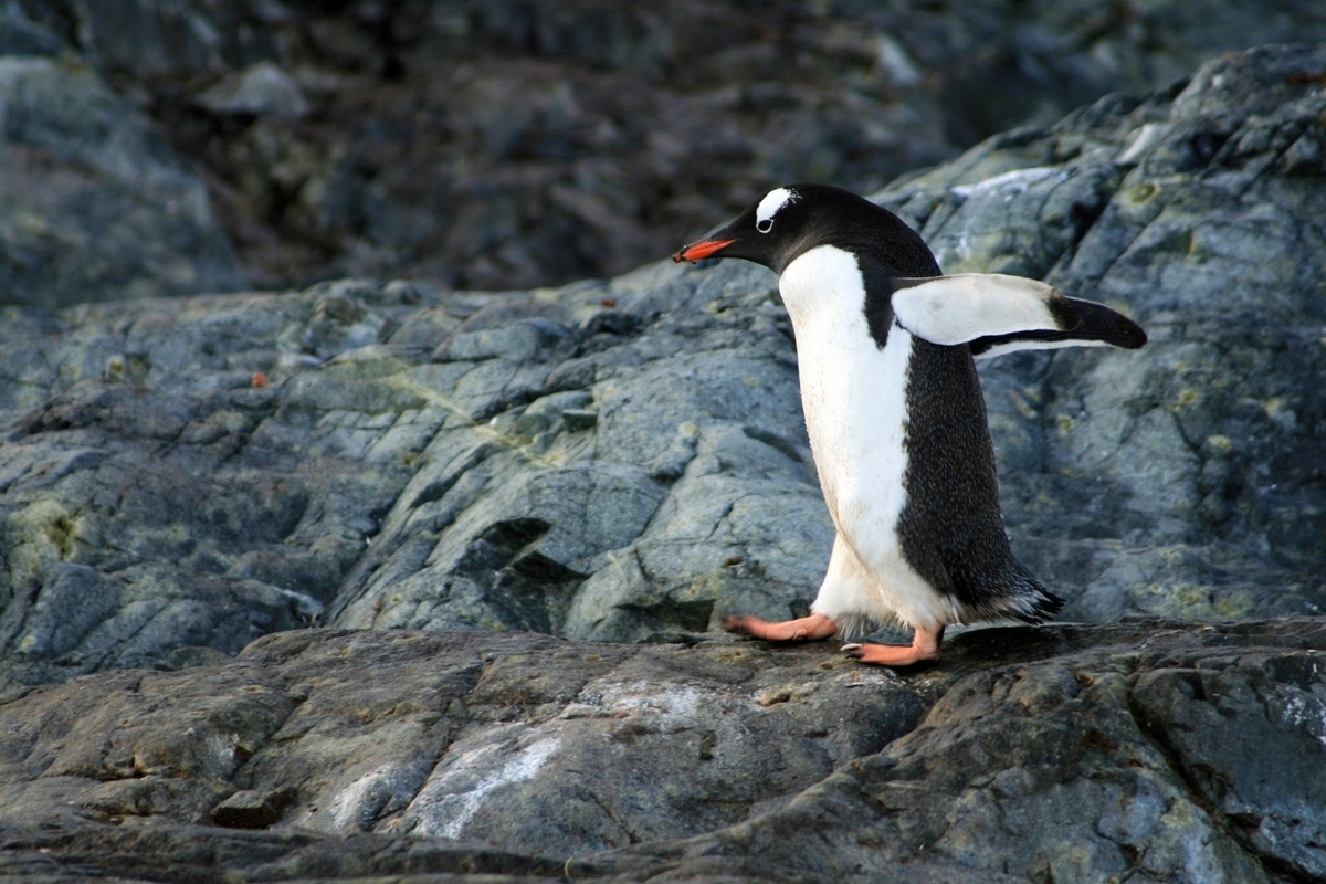 走るペンギンのフリー画像（写真）