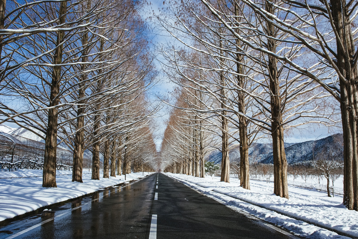 青空と雪解けのメタセコイア並木（滋賀県高島市マキノ町）のフリー画像（写真）