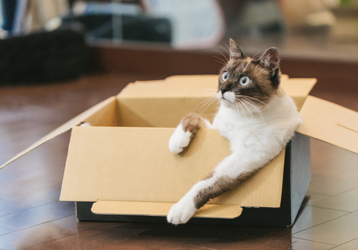 ダンボール箱でくつろぐ猫のフリー画像（写真）