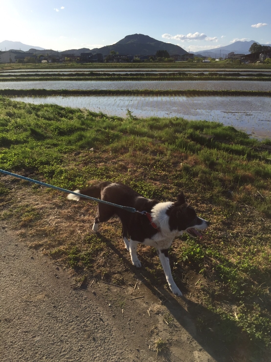 f:id:wing_happy0418:20190826004730j:plain
