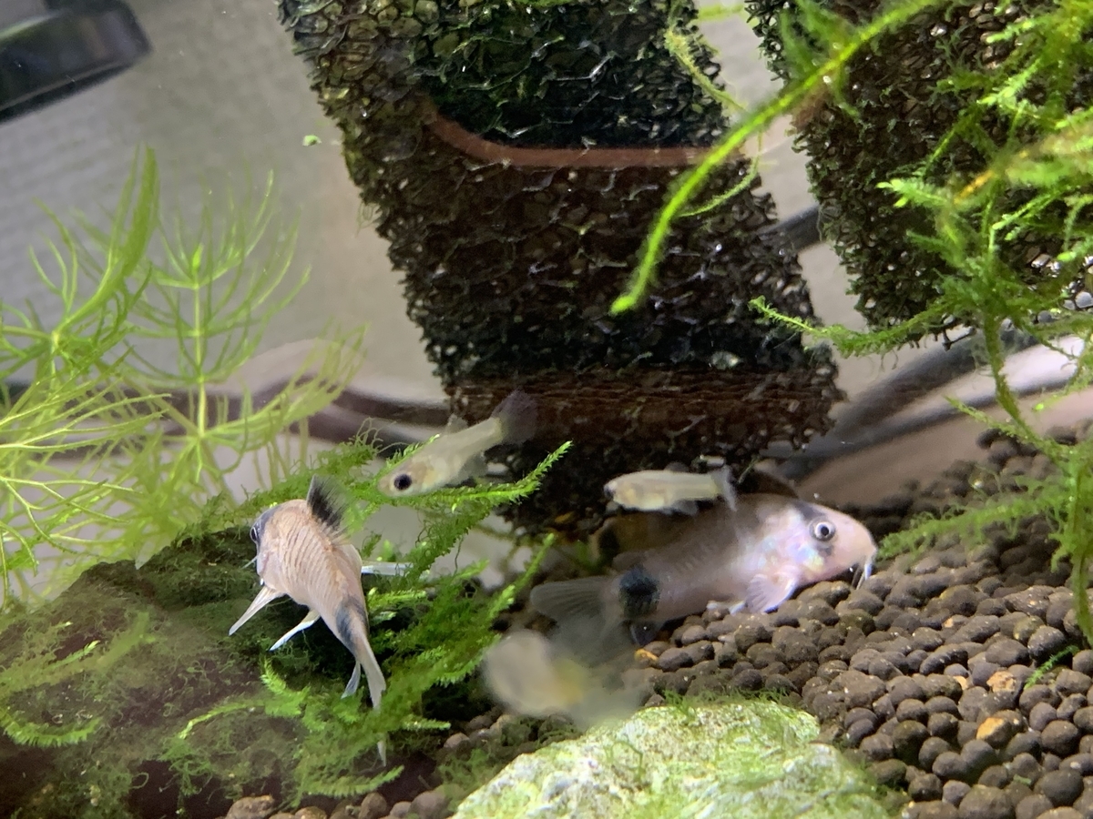 失敗 コリドラスの水合わせ方法 お魚のお話 しよは 気軽に読めるブログ 失敗 コリドラスの水合わせ方法 お魚のお話 しよは 気軽に読めるブログ
