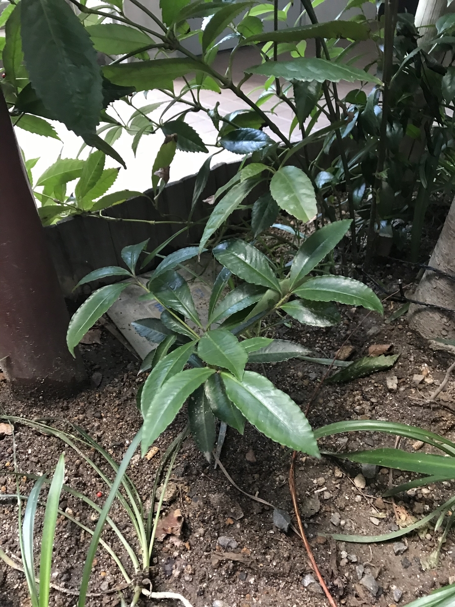 f:id:wingcourt:20191208203526j:plain