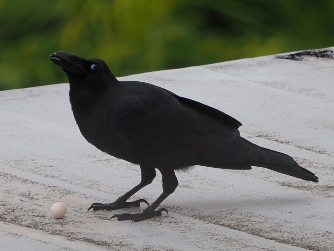 カラス猫食べる – 子猫がカラスを襲う理由 : 屋外でのカメ飼育,外敵のカラスに注意 – XUZBE