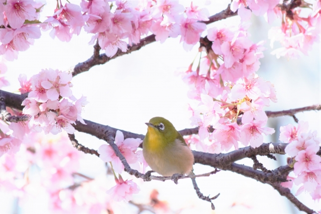 f:id:winternight:20210129124420j:plain
