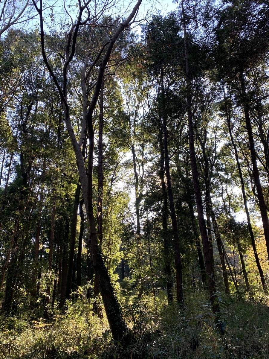 f:id:wiry8614159265:20191208213212j:plain