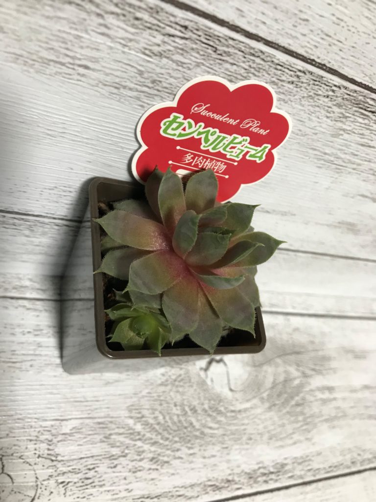 ダイソー多肉植物 鉢 センペルビューム 成長3ヶ月後 植物 雑貨 プチプラ生活 ダイソー多肉植物 鉢 センペルビューム 成長3ヶ月後 植物 雑貨 プチプラ生活