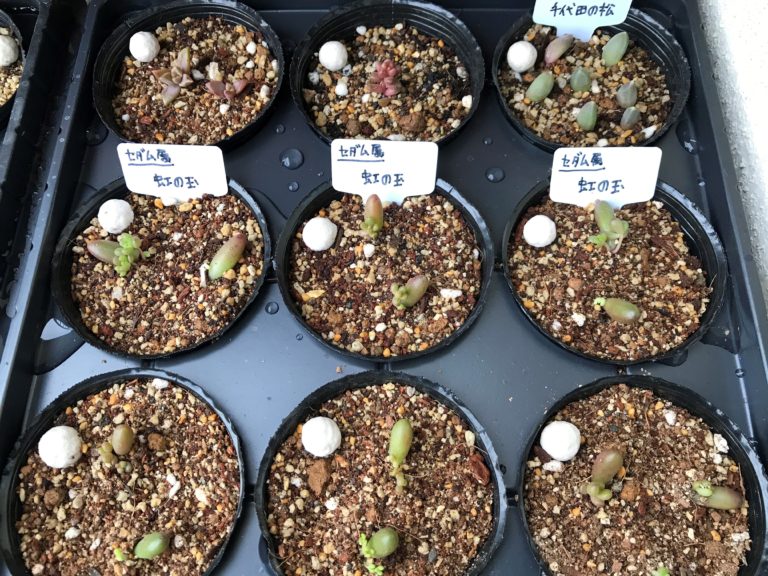 多肉植物 虹の玉 徒長でリセット 発根 葉挿し ３か月後 植物 雑貨 プチプラ生活