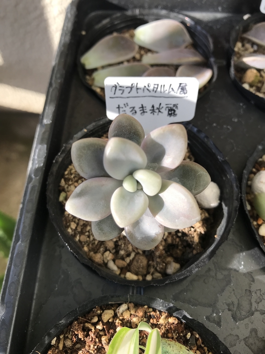 徒長 増やしたい多肉植物達を葉挿しにしました 植物 雑貨 プチプラ生活