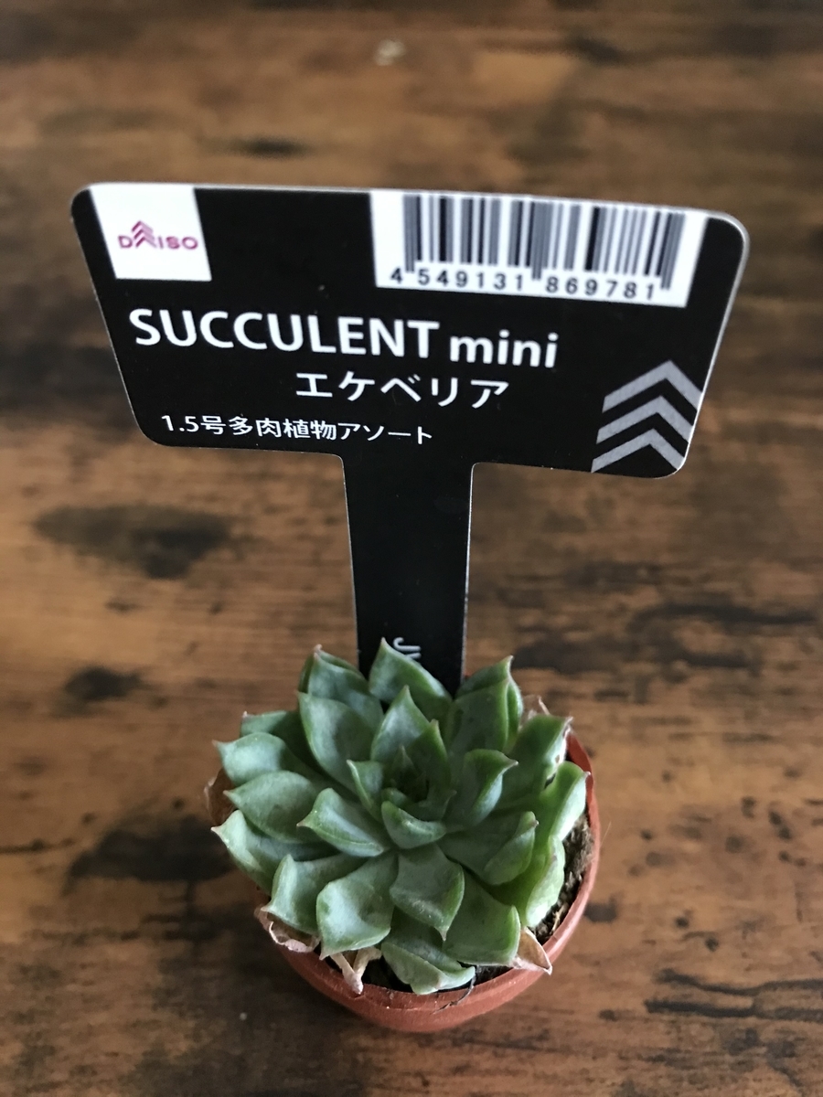 ダイソー購入品 観葉植物 ドラセナ サンセベリアが１００円 植物 雑貨 プチプラ生活